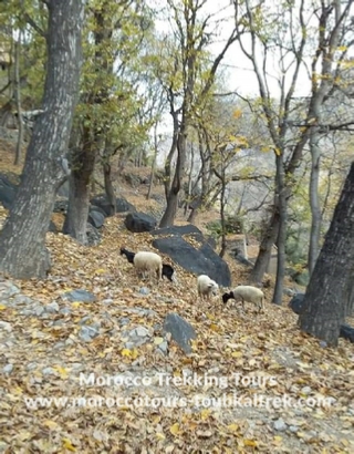 5 Day Berber villages private trek