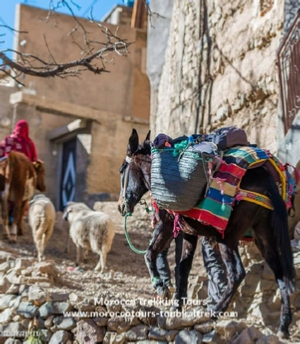 Berber villages trek with Azzaden vallley